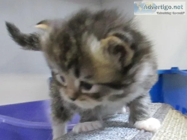 Ragdoll kitten for sale 