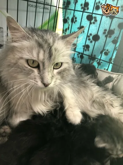 Quality maine c--n kitten