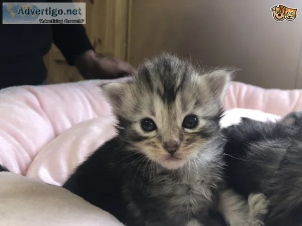 Available maine c--n kittens