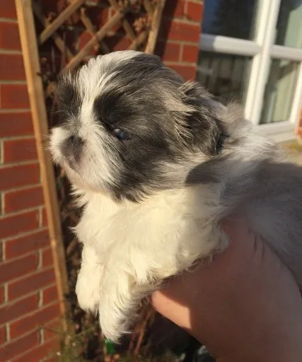 Quality akc pekingese puppies for sale