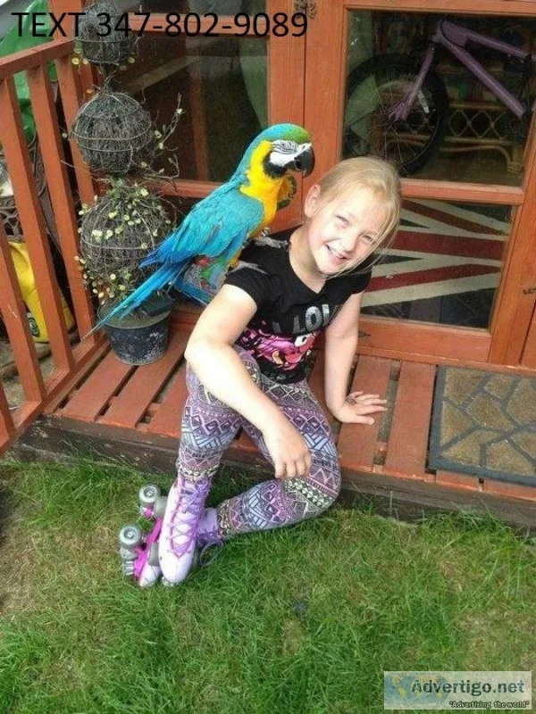 Wtki blue and gold macaws awesome m/f