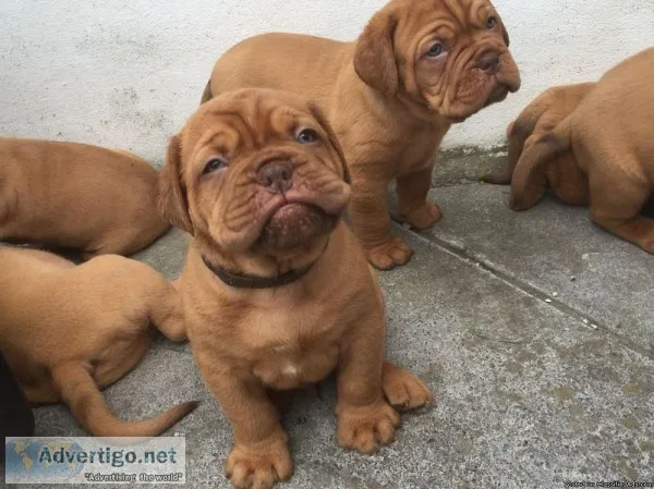 Beautiful dogue de bordeaux puppies sale
