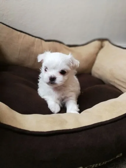 Adorable outstanding maltese puppies