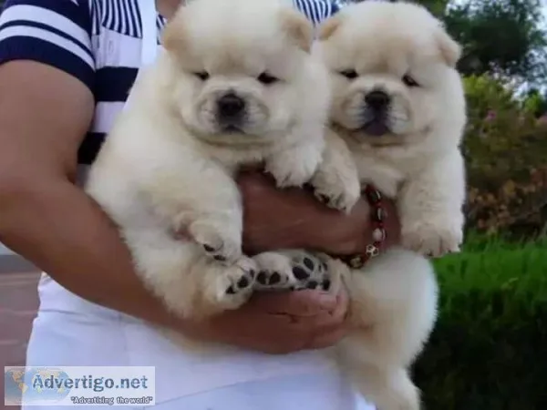 Chow chow puppies for adorable homes