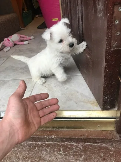 West highland terrier puppies for sale
