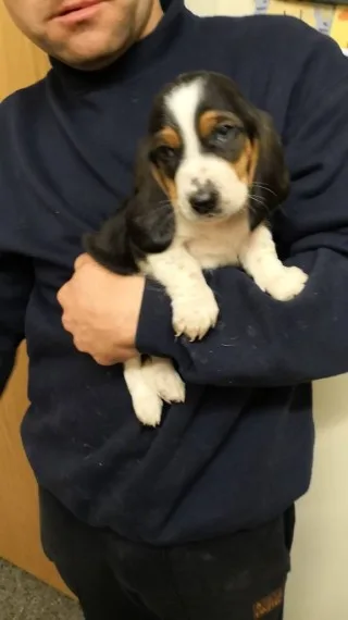 Akc registered basset hound puppies