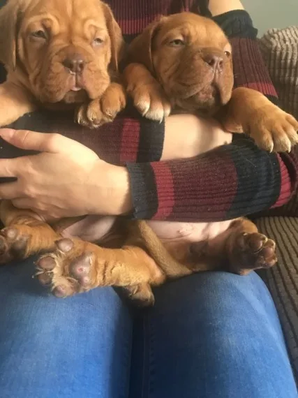 Beautiful dogue de bordeaux puppies sale