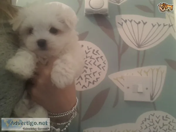Adorable outstanding maltese puppies