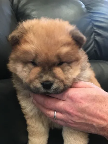 Chow chow puppies for adorable homes