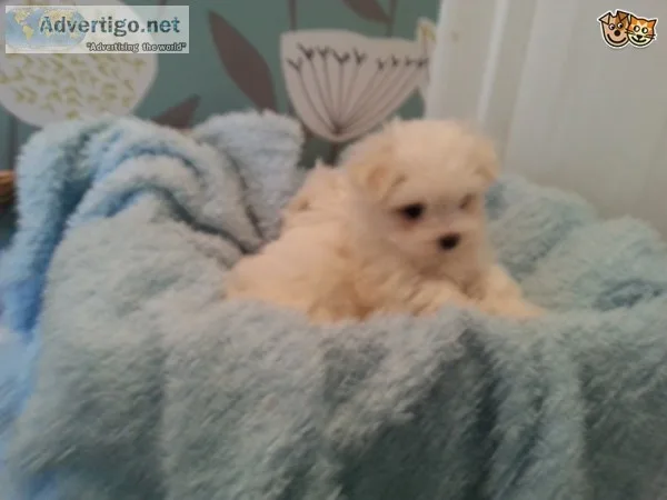 Sweet & playful maltese puppies for adop