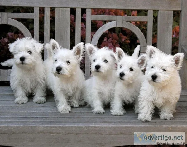 West highland terrier puppies for sale