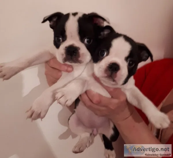 5 beautiful boston terrier puppies