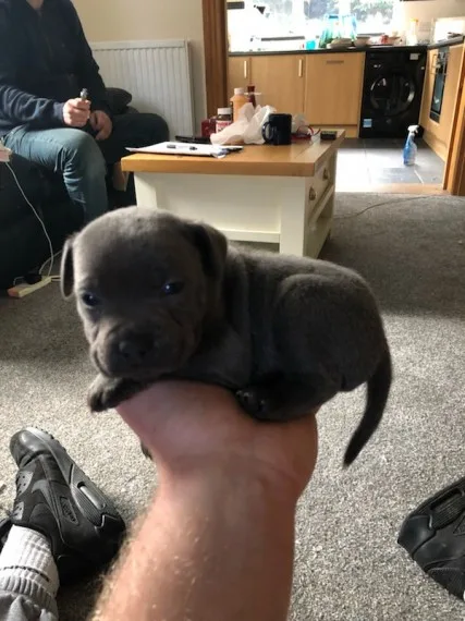 Staffordshire bull terrier puppies