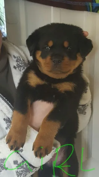 Rottweiler puppies for sale
