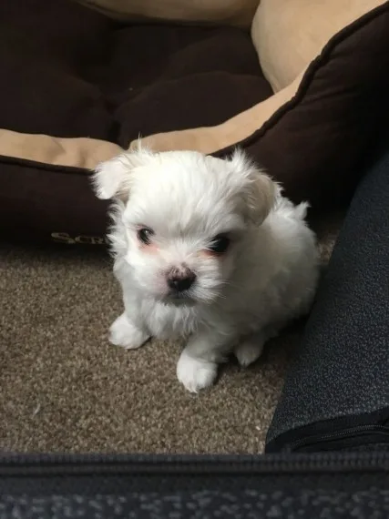 Two friendly maltese puppies