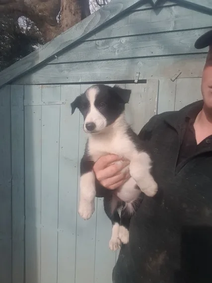 Lovely home bred border collie puppies