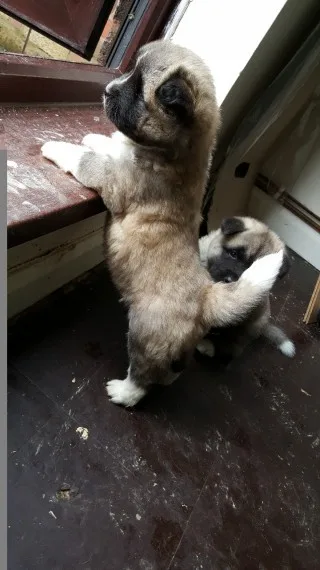Beautiful akita puppies for sale