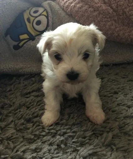 Last stunning bichon frise puppies