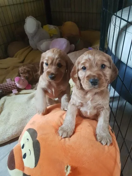Beautiful show cocker spaniel puppies