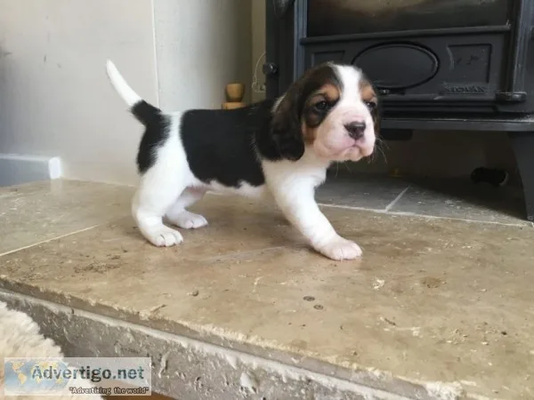 Quality show beagle puppies