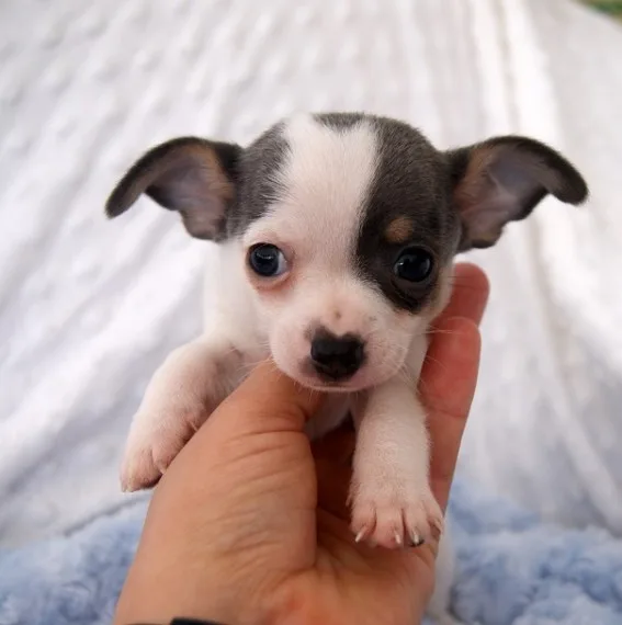 Stunning chihuahua puppies
