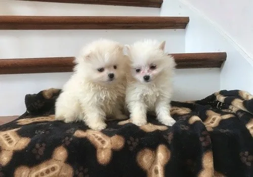 Gorgeous tiny pomeranian puppies