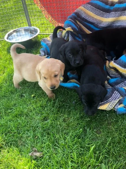 Stunning labrador puppies for sale