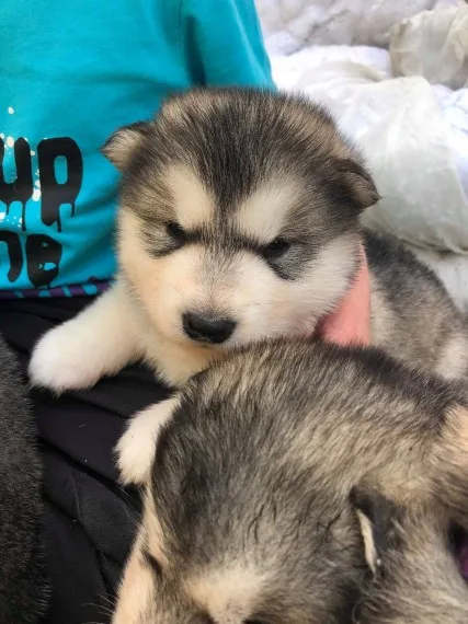 Akc registered alaskan malamute puppies