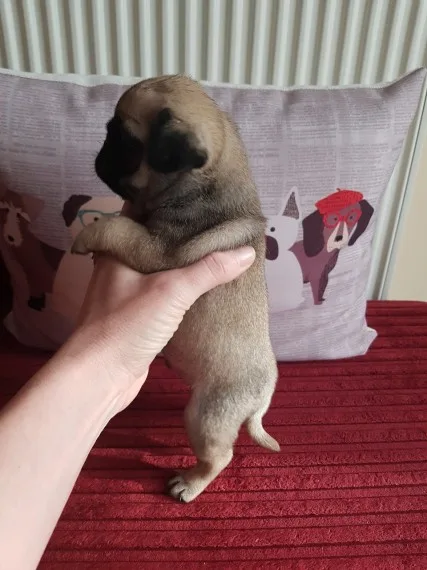 Champ lined pug puppies ready