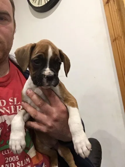 Akc reg pedigree boxer puppies for sale