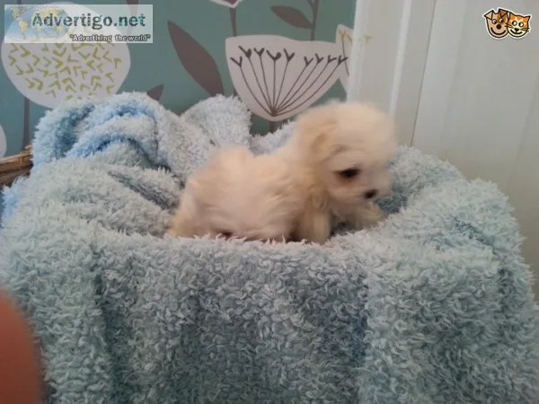Well socialized maltese puppies