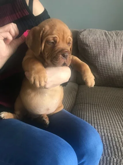 Beautiful dogue de bordeaux puppies sale