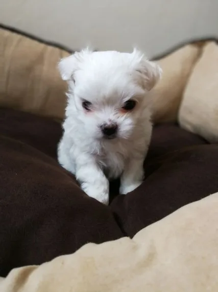 Adorable outstanding maltese puppies
