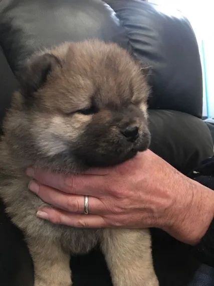Chow chow puppies for adorable homes