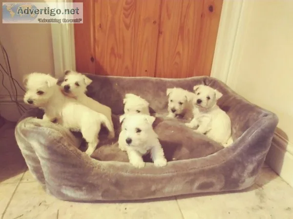 West highland terrier puppies for sale