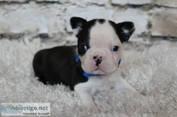 5 beautiful boston terrier puppies