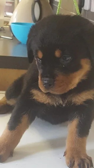 Rottweiler puppies for sale