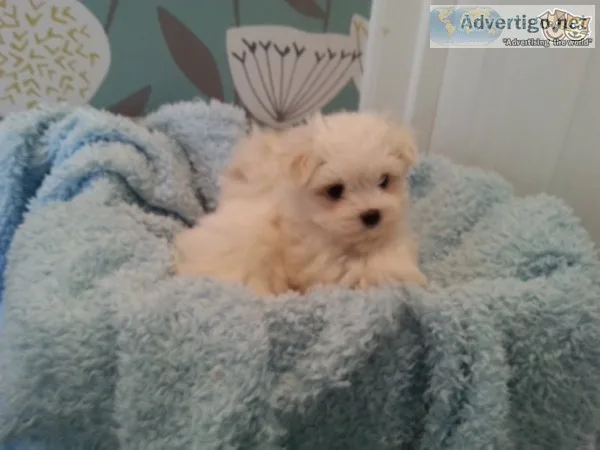 Two friendly maltese puppies