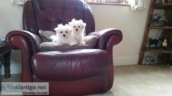 Lovely pedigree maltese puppies