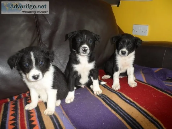 Lovely home bred border collie puppies