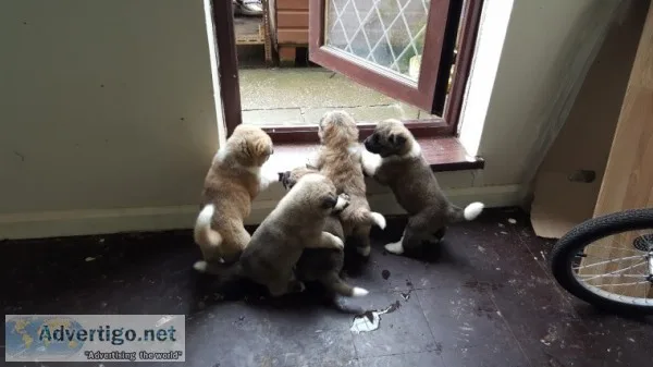 Beautiful akita puppies for sale