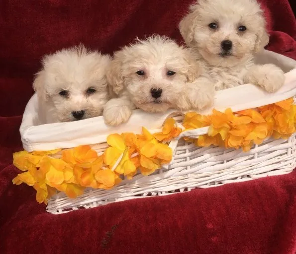 Last stunning bichon frise puppies