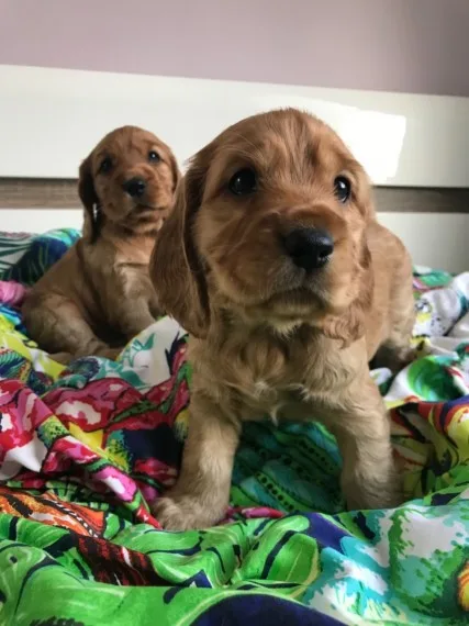 Beautiful show cocker spaniel puppies