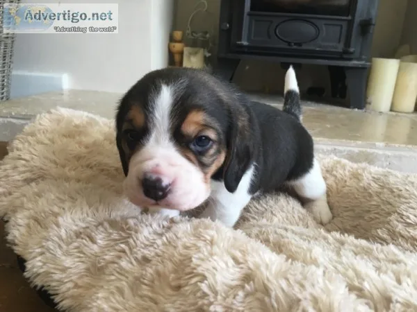 Quality show beagle puppies