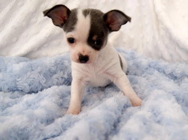 Stunning chihuahua puppies