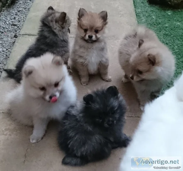 Gorgeous tiny pomeranian puppies