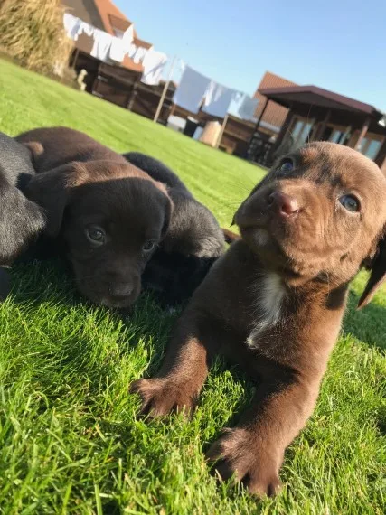 Stunning labrador puppies for sale
