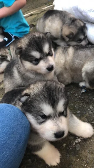 Akc registered alaskan malamute puppies