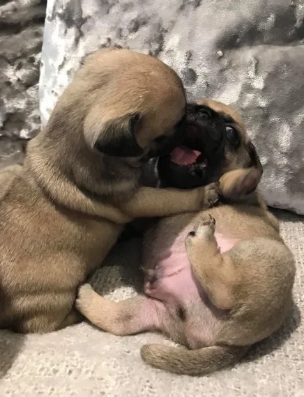 Champ lined pug puppies ready