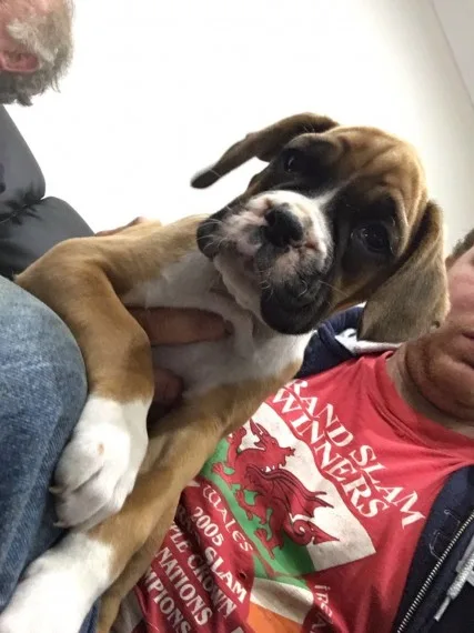 Akc reg pedigree boxer puppies for sale